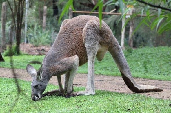 Masacru la Zoo, unde trei câini au ucis toți cangurii. Cum a fost posibil